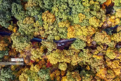 پاییز رنگارنگ در جنگل‌های هیرکانی