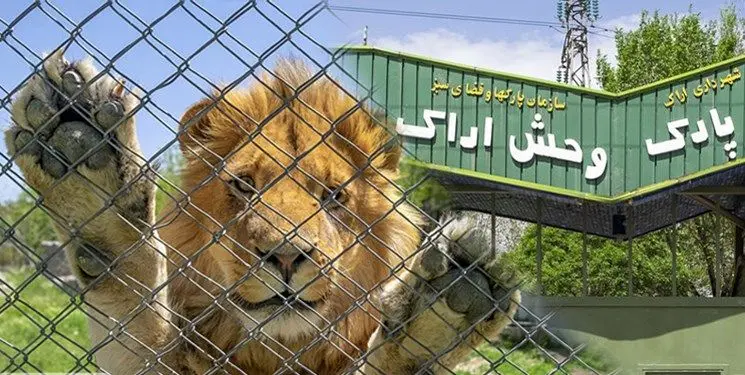 علت دقیق حمله شیرها به نگهبان باغ وحش هنوز مشخص نیست