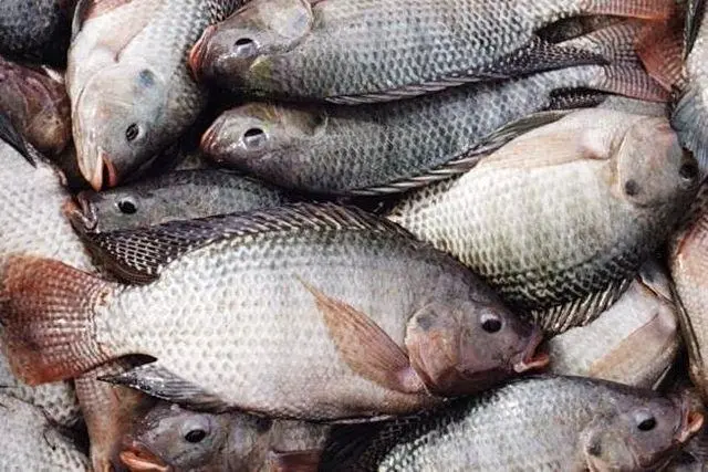  ادعای عجیب شیلات؛ سرانه مصرف ماهی ۱۳.۸ کیلوگرم 