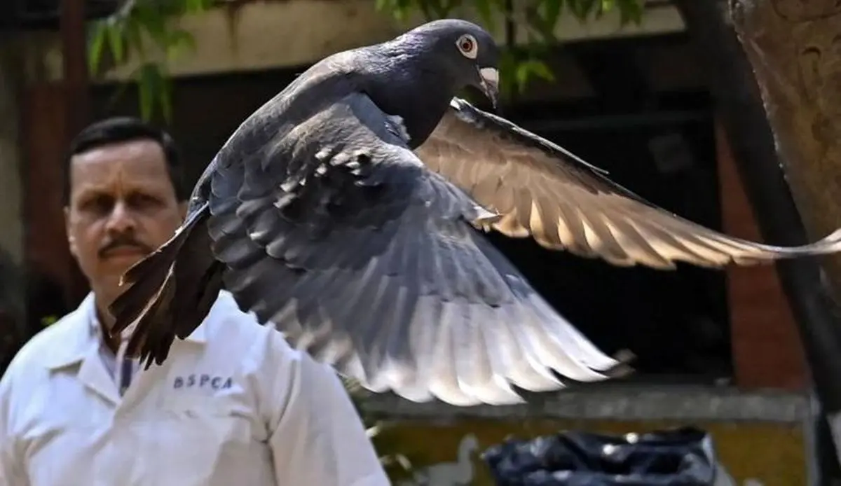 پرنده جاسوس بعد از 8 ماه بازداشت آزاد شد