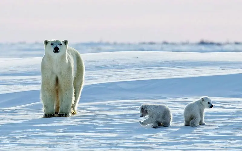 پیش‌بینی تایم؛ خرس‌های قطبی اواسط قرن را نخواهند دید