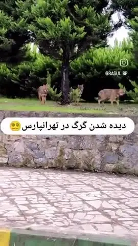 ببینید| دیده شدن یک دسته گرگ در تهرانپارس!