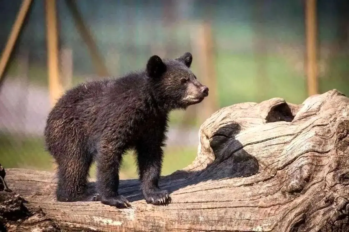 محیط زیست: فرار توله خرس از پردیسان در شرایط خاصی رخ داد/ پیدا کردن خرس ۳، ۴ کیلویی بسیار دشوار است