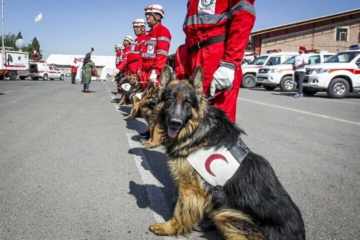 سگ،عمليات،جستجو،نجات،اداره،احمر،هلال،امداد،جمعيت،سازمان،مومن ...