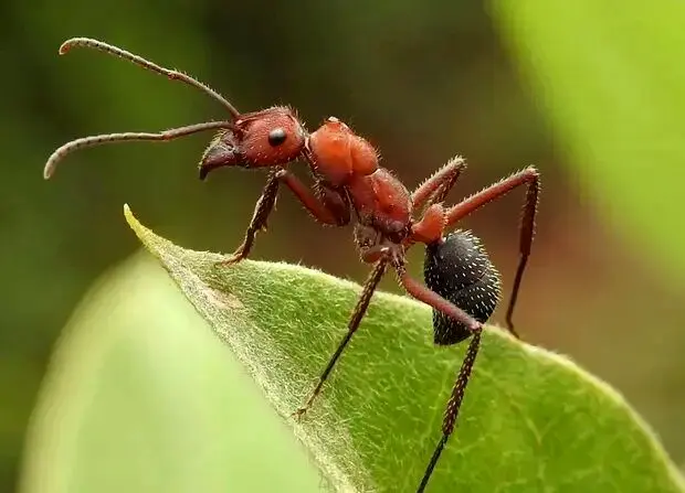 مورچه‌ها به کمک تشخیص سرطان می‌آیند؟