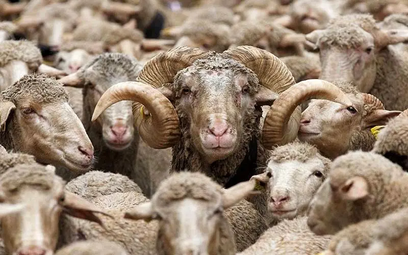 مصائب گوسفندان در عید قربان! + تصاویر