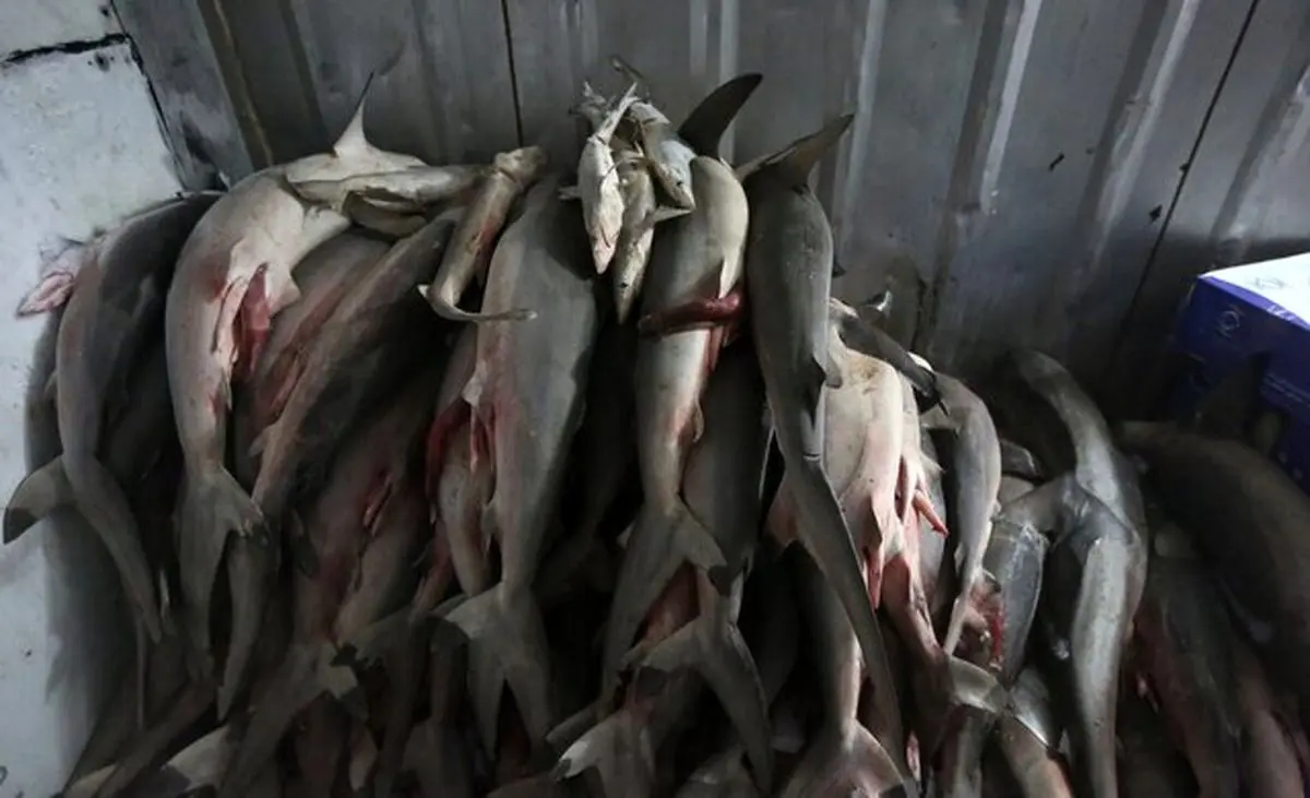 صید "کوسه ماهیان" در استان بوشهر ممنوع است