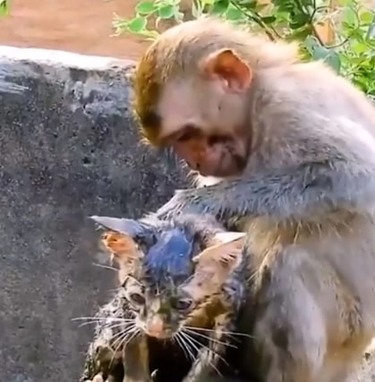 میمون شجاع گربه را از غرق شدن در چاه نجات داد + تصاویر