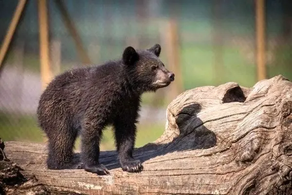 اعتراف معاون سازمان محیط زیست: نفهمیدیم عاقبت توله خرس گمشده چه شد؛ کوتاهی از ما بود