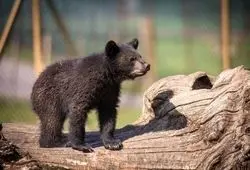 اعتراف معاون سازمان محیط زیست: نفهمیدیم عاقبت توله خرس گمشده چه شد؛ کوتاهی از ما بود