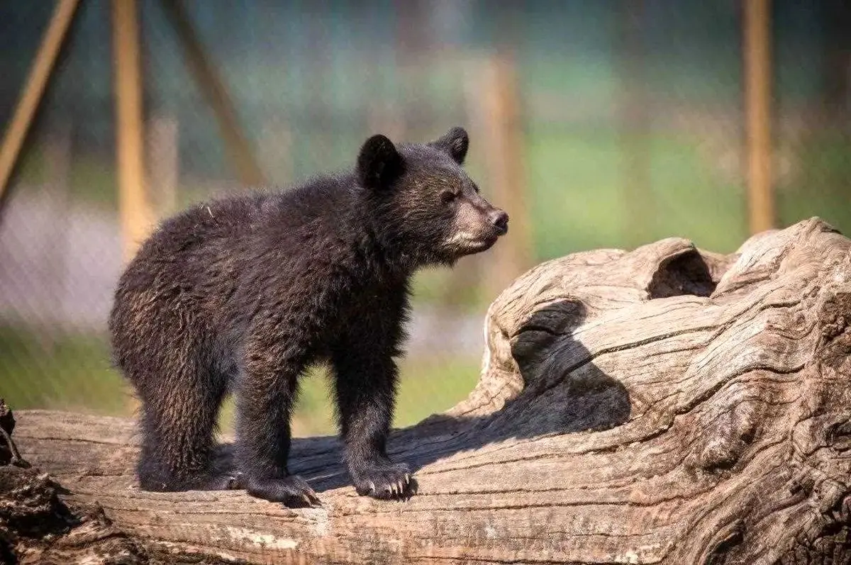 اعتراف معاون سازمان محیط زیست: نفهمیدیم عاقبت توله خرس گمشده چه شد؛ کوتاهی از ما بود