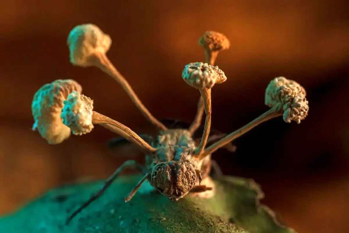 عکس | قارچی که می‌تواند انسانی را تبدیل به زامبی کند