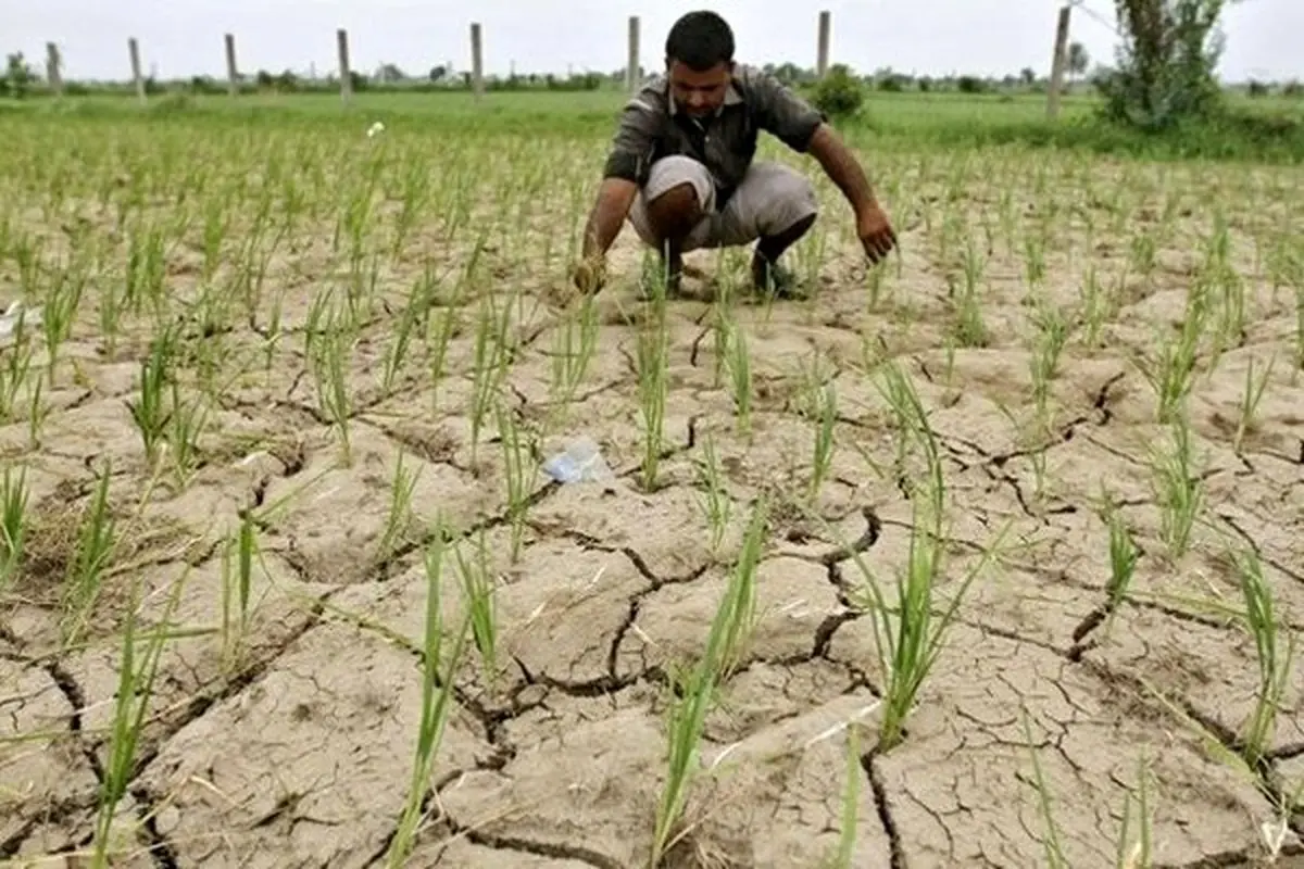 کاشت برنج حتی در استان‌های کویری؛ چرا ابلاغیه دولت روحانی اجرا نشد؟