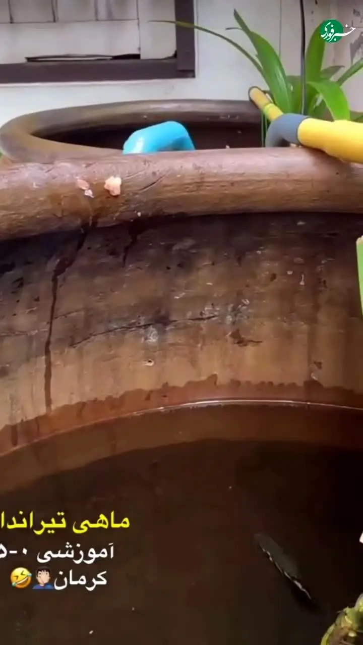 ببینید | تیراندازی ماهی را تاکنون دیده بودید؟