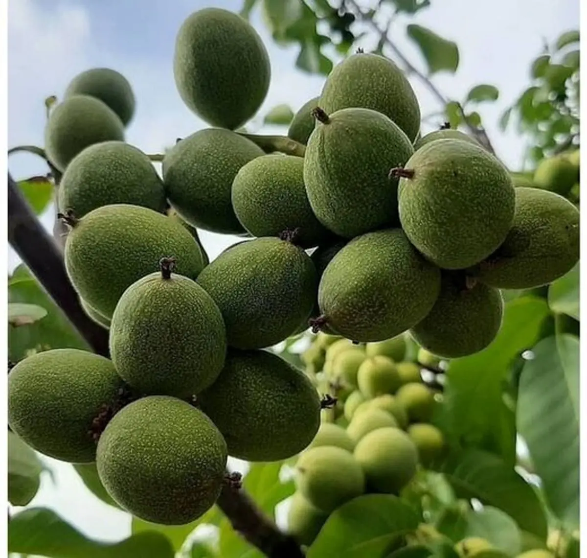 باخرید نهال گردو و بادام از این نهالستان سرمایه دار شوید