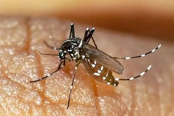 خطر افزایش تب دنگی، کنگونیا، تب زرد و زیکا پس از بارش‌های پاییزی در جزیره کیش