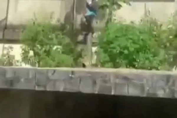 ببینید| حادثه وحشتناک در باغ‌وحش برزیل