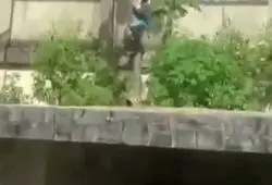 ببینید| حادثه وحشتناک در باغ‌وحش برزیل