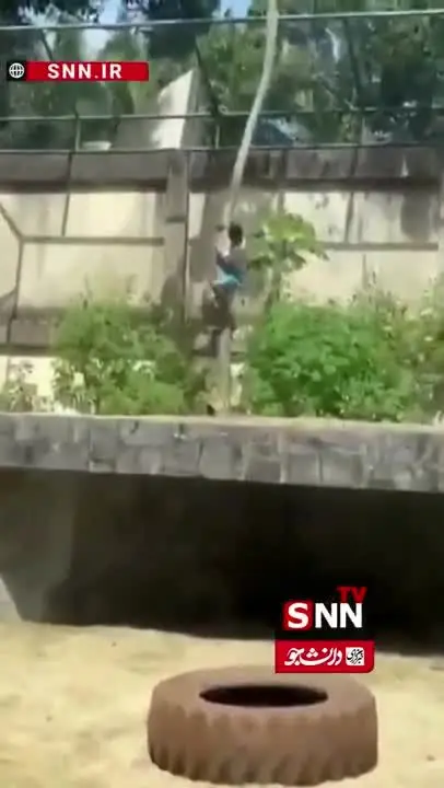 ببینید| حادثه وحشتناک در باغ‌وحش برزیل