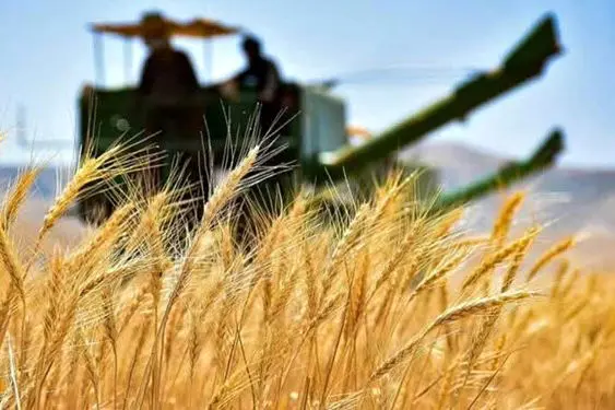 خبر مهم برای کشاورزان؛ میزان خرید تضمینی گندم افزایش یافت