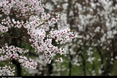 شکوفه‌های بهاری در سنندج
