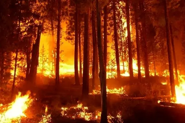 اقامت شبانه در جنگل‌های آمل ممنوع شد