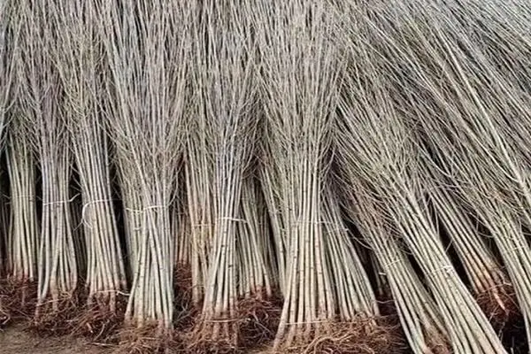 خرید نهال صنوبر یارانه‌ای یکساله با قیمت استثنایی ۷ هزار تومان نهال میوه وگردو ۳ساله35هزارتومان  از نهالستان غرب نهال ارسال به کل ایران 