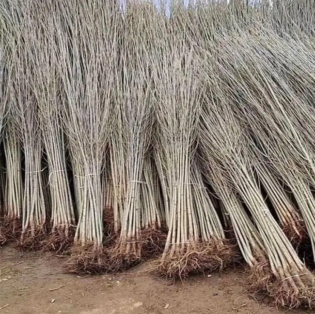 خرید نهال صنوبر یارانه‌ای یکساله با قیمت استثنایی ۷ هزار تومان نهال میوه وگردو ۳ساله35هزارتومان  از نهالستان غرب نهال ارسال به کل ایران 