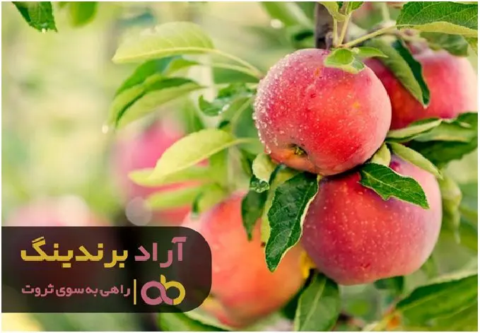 سیب درختی اشنویه ایرانی به اروپا صادر شد