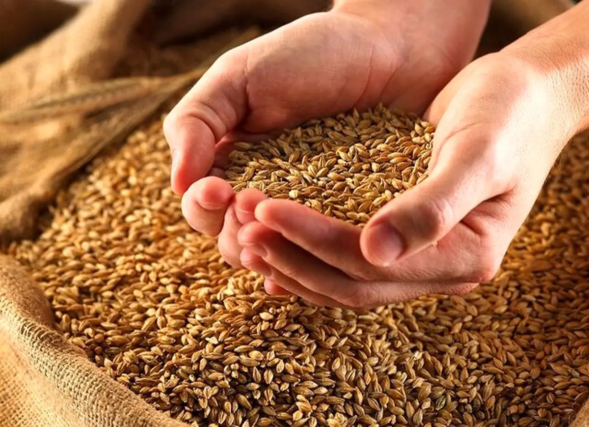 کمبود گندم و آرد، جهان را به قحطی بی‌سابقه می‌کشاند؟