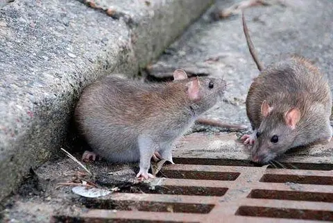 موش های آلوده در فاضلاب های تهران جولان می دهند