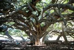 روایت یک فعال مدنی سیستانی از قصد عده‌ای برای نابود کردن تنها درخت تاریخی انجیر معابد در چابهار