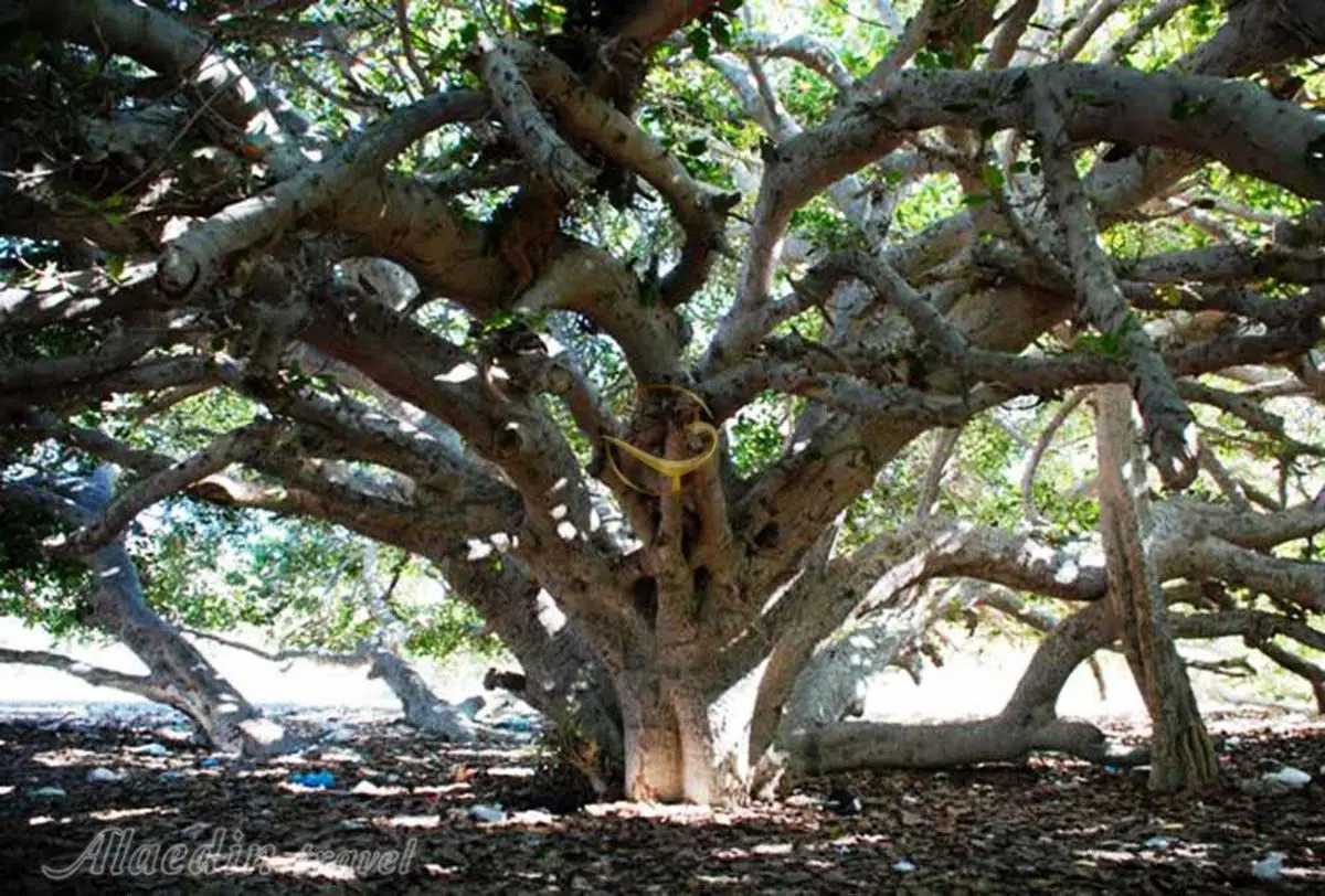 روایت یک فعال مدنی سیستانی از قصد عده‌ای برای نابود کردن تنها درخت تاریخی انجیر معابد در چابهار