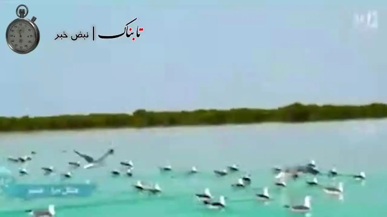 ببینید | اقدام عجیب صداوسیما هنگام پخش زنده کنسرت