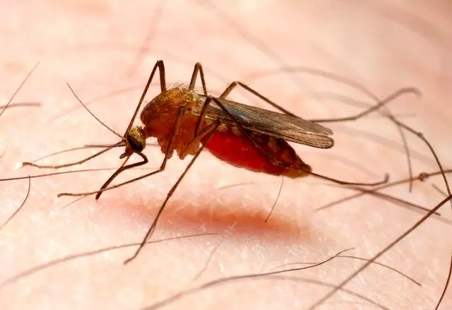 قطع چرخه انتقال محلی مالاریا در ایران
