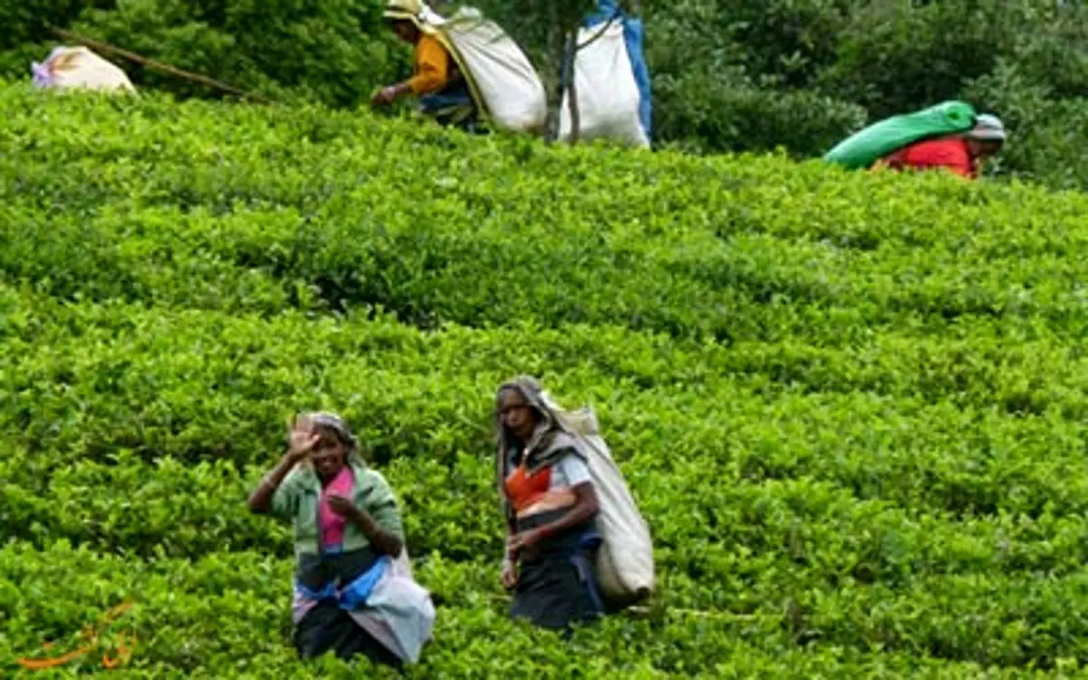 تأمین ۲۵ درصد چای ایران از سریلانکا/ مازاد بر نیاز وارد نمی‌کنیم