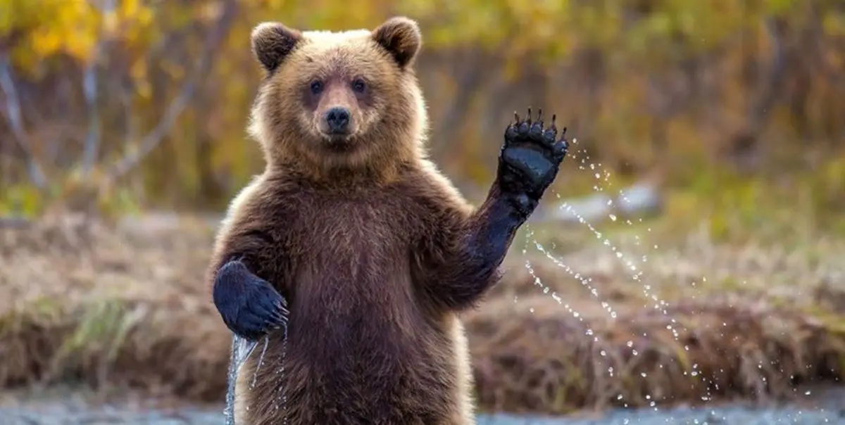نجات یک قلاده توله خرس در رودبار و رهایی در طبیعت