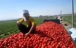 وضعیت ذخایر سیب‌زمینی، پیاز و گوجه / چرا گوجه فرنگی گران شد؟