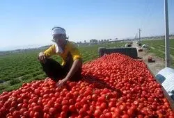 وضعیت ذخایر سیب‌زمینی، پیاز و گوجه / چرا گوجه فرنگی گران شد؟