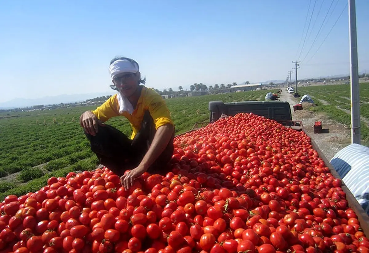 گوجه فرنگی لب مرز کیلویی ۱۷ هزار تومان شد/ آغاز صادرات به سوریه از طریق عراق