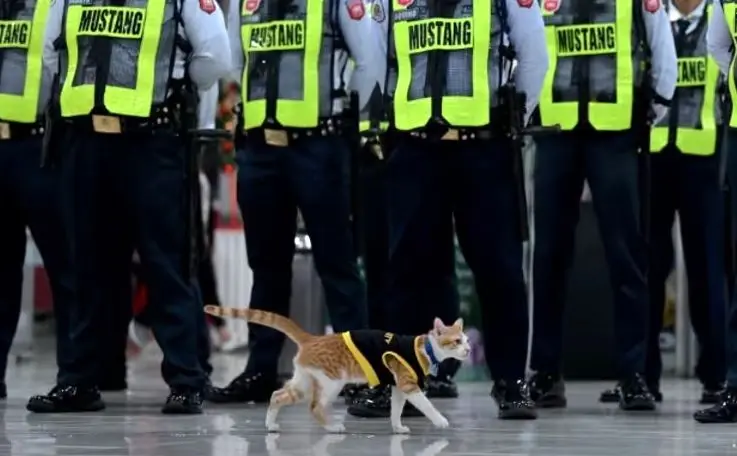 گربه‌های ولگرد به کمک پلیس فیلیپین آمدند!