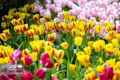 گل - باغ ایرانی