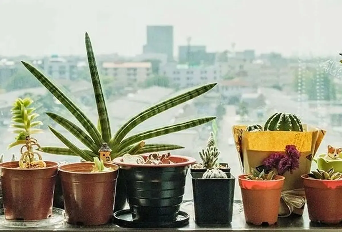 تاثیر گیاهان آپارتمانی بر کاهش آلاینده NO۲