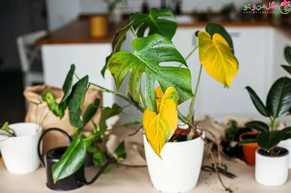دلیل زرد شدن گیاهان آپارتمانی چیست؟
