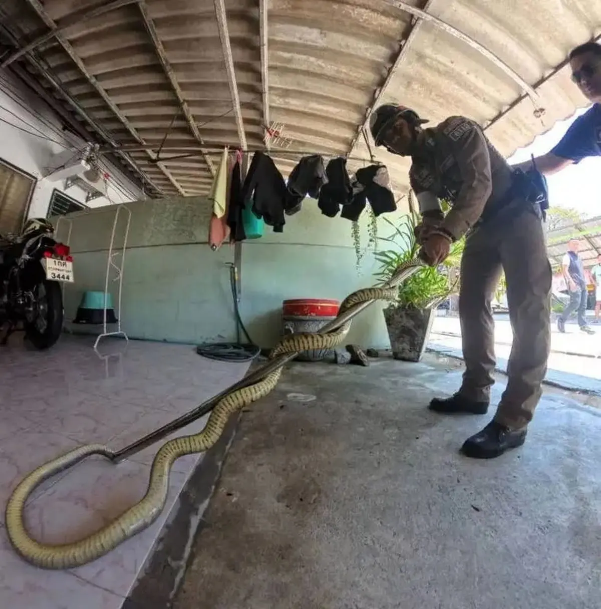 در تایلند مار سمی به جای دزد دستگیر شد!