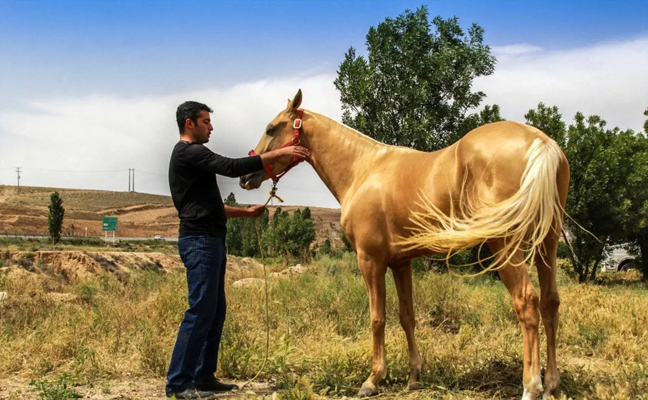 انقراض نژاد اسب اصیل ایرانی بر اثر بی‌توجهی