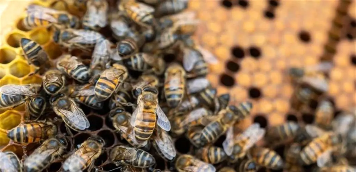 تصویر | تاخیر سه ساعته هواپیما به خاطر استراحت زنبورها