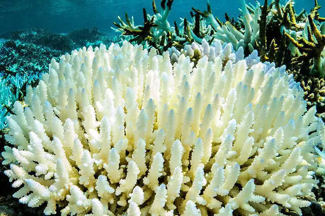 محموله مرجان دریایی قاچاق در جم کشف شد