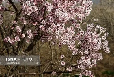 بهار شکوفه گل درخت