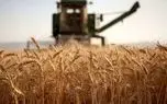 خبر جدید درباره زمان تعیین قیمت جدید گندم؛ نرخ واقعی گندم چه عددی است؟